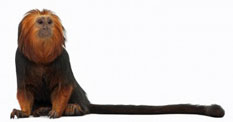 long tail seo