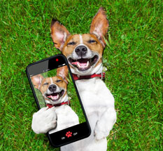 dog laughing on monitor