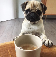 Dog and coffee